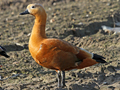 Ruddy Shelduck x South African Shelduck hybrid